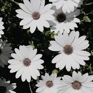 Meet your Posher, Leydi